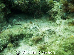 juvenille spotted drum on the Inside Reef at Lauderdale b... by Michael Kovach 